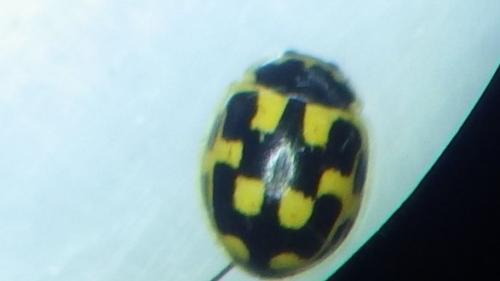 Propylea quatuordecimpunctata